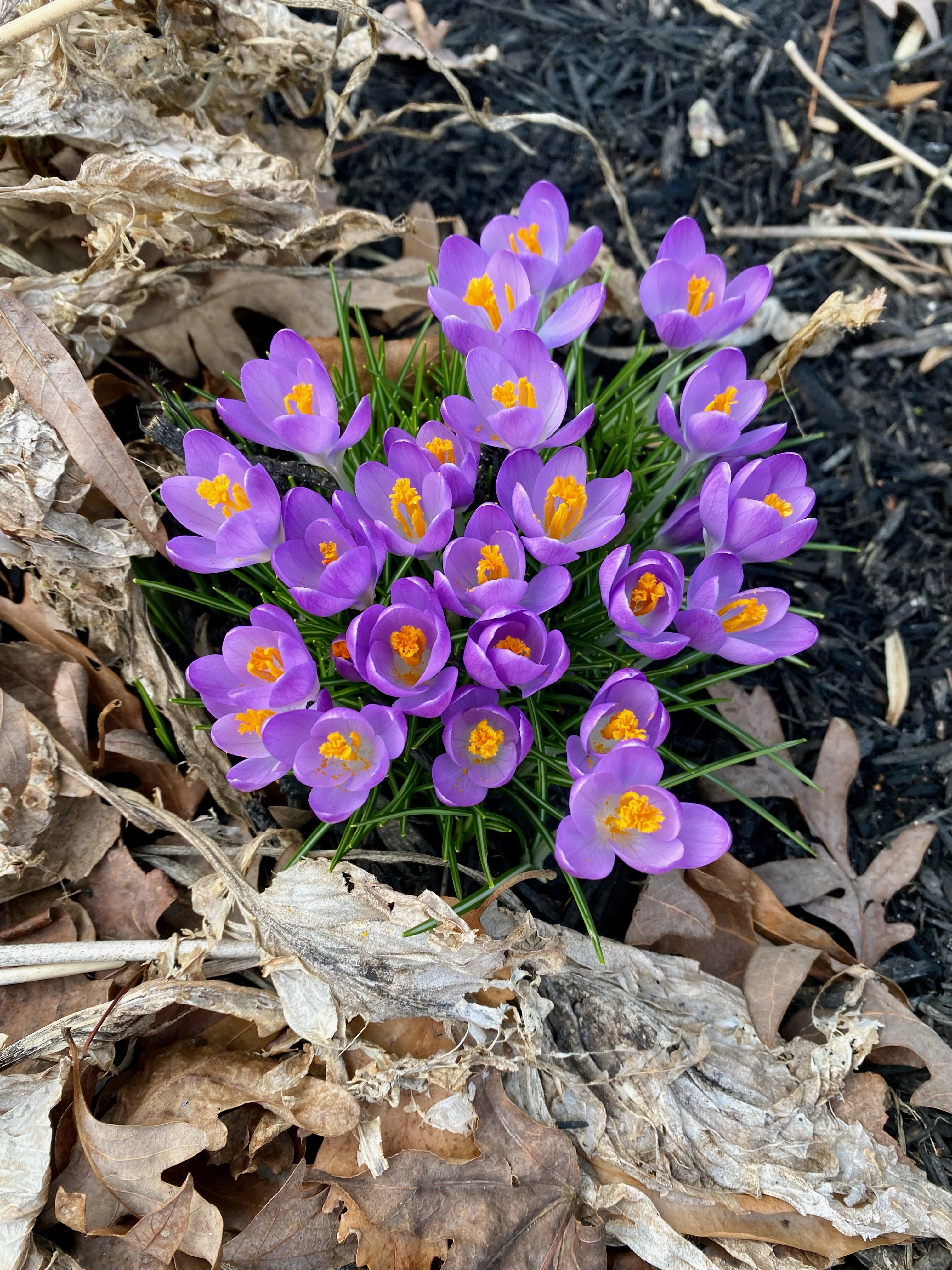 New Moon Spring New Moon cycle today (brings Spring!) – Wild Women Wisdom
